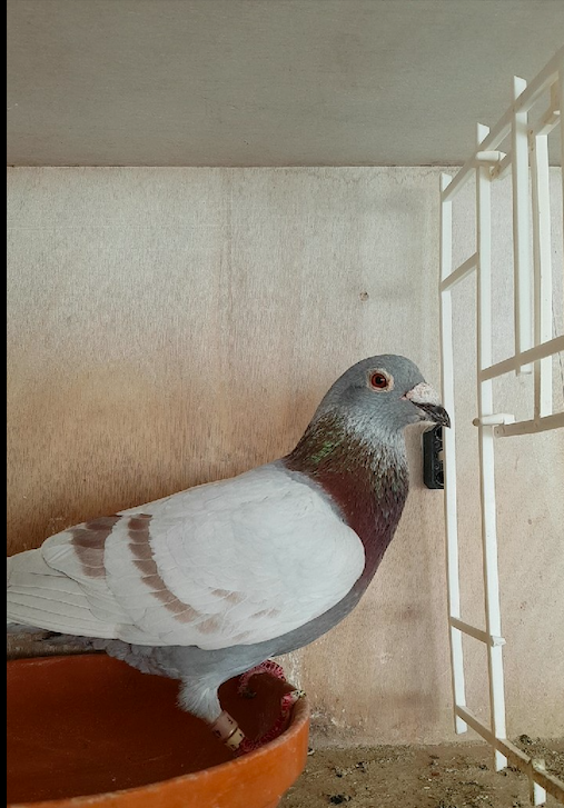 Screenshot 2020-03-06 at 23.11.39